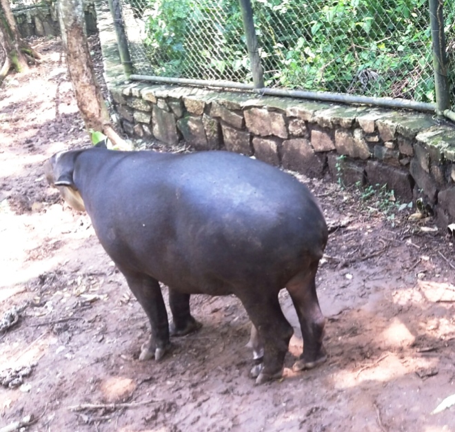This tapir's penis touched the ground. Just saying.